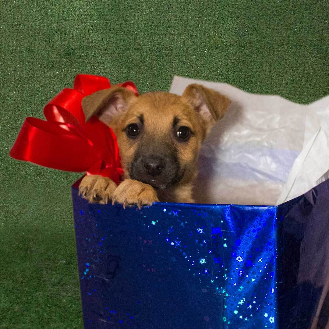 A Big Puppy Adoption Event