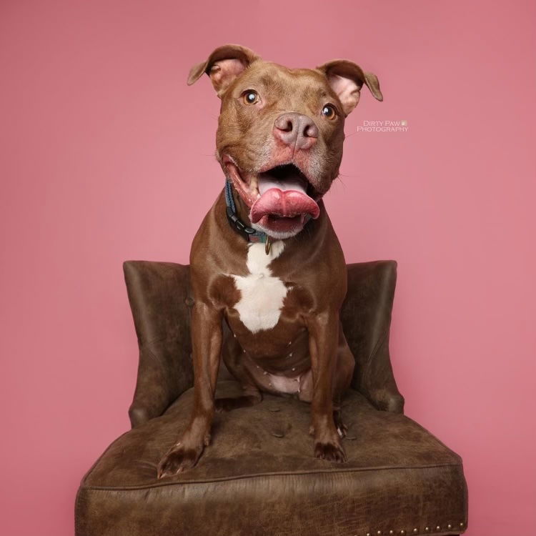 Cass, an adoptable Pit Bull Terrier in Columbia, MD, 21044 | Photo Image 1