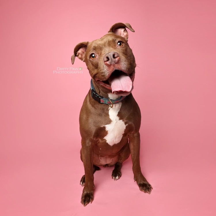 Cass, an adoptable Pit Bull Terrier in Columbia, MD, 21044 | Photo Image 2