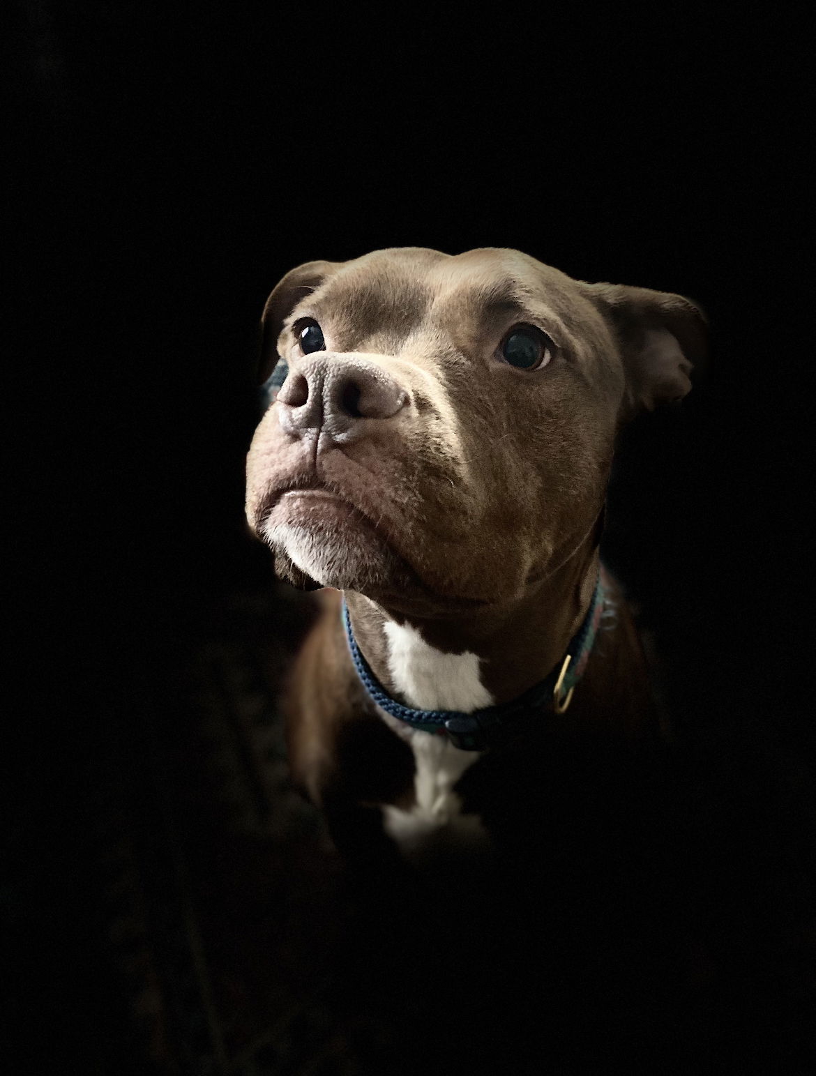 Cass, an adoptable Pit Bull Terrier in Columbia, MD, 21044 | Photo Image 3