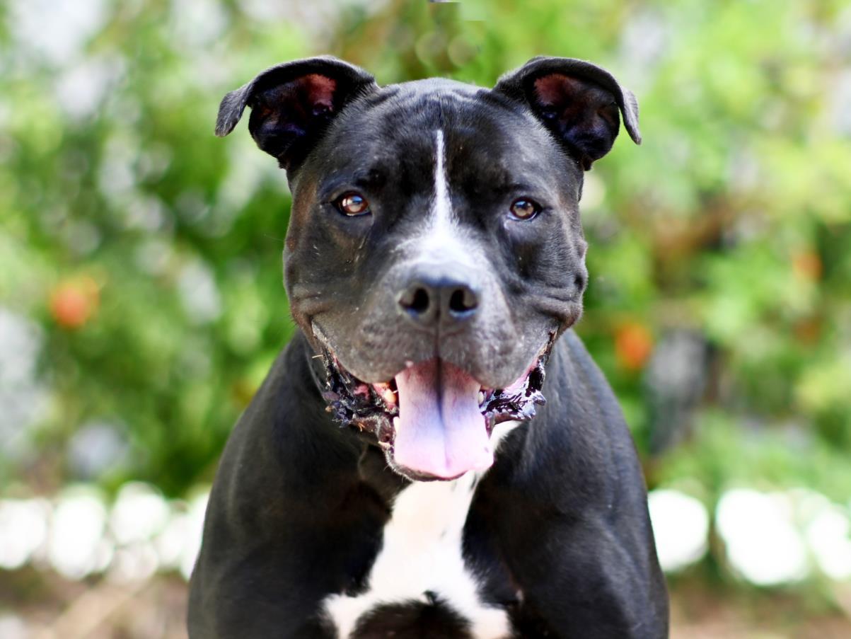 BUDDY, an adoptable Pit Bull Terrier in Tavares, FL, 32778 | Photo Image 1