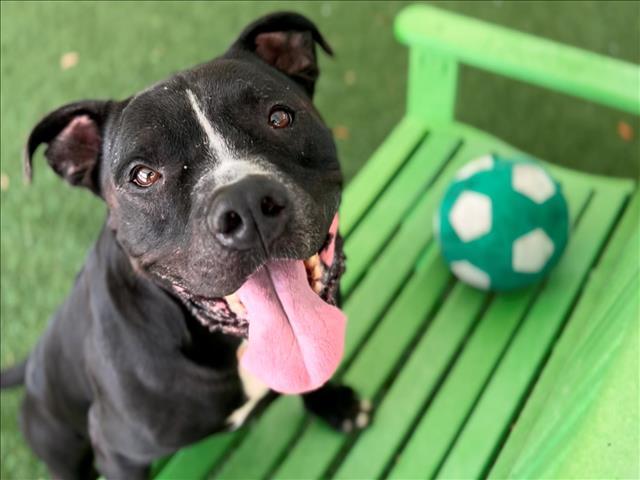 BUDDY, an adoptable Pit Bull Terrier in Tavares, FL, 32778 | Photo Image 1