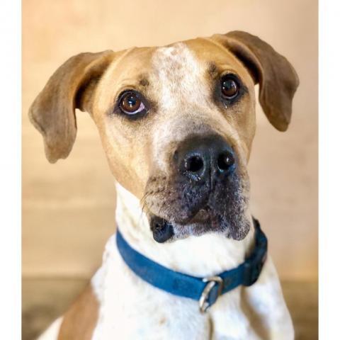 Titus, an adoptable Hound in Kanab, UT, 84741 | Photo Image 1