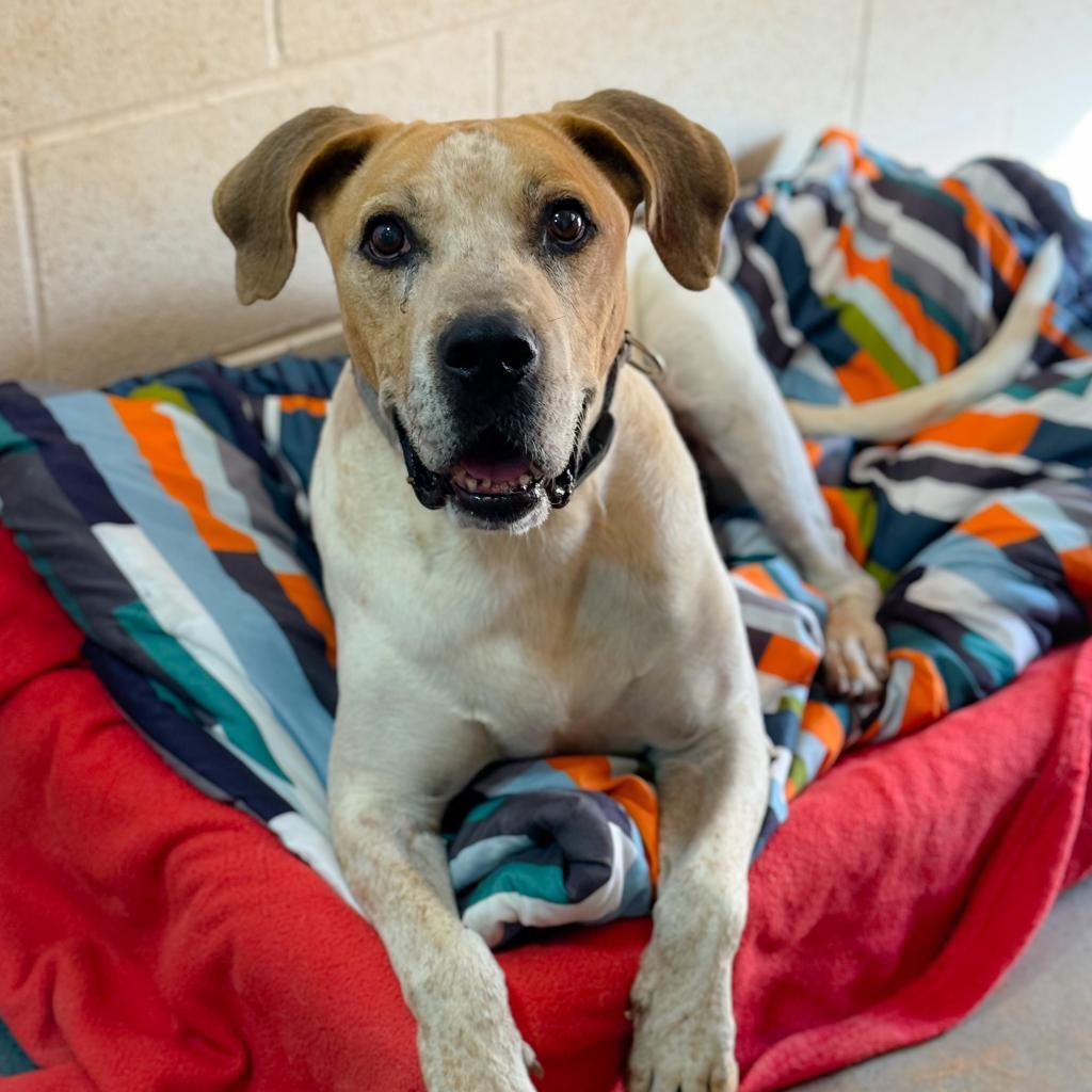 Titus, an adoptable Hound in Kanab, UT, 84741 | Photo Image 1