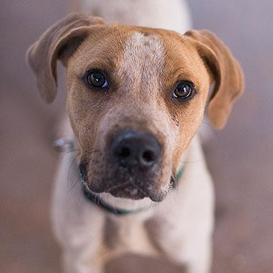 Titus, an adoptable Hound in Kanab, UT, 84741 | Photo Image 2
