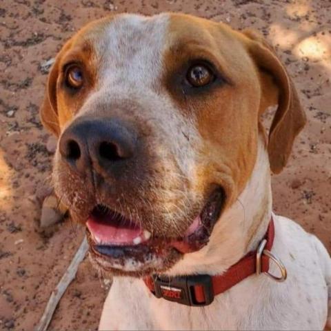 Titus, an adoptable Hound in Kanab, UT, 84741 | Photo Image 3
