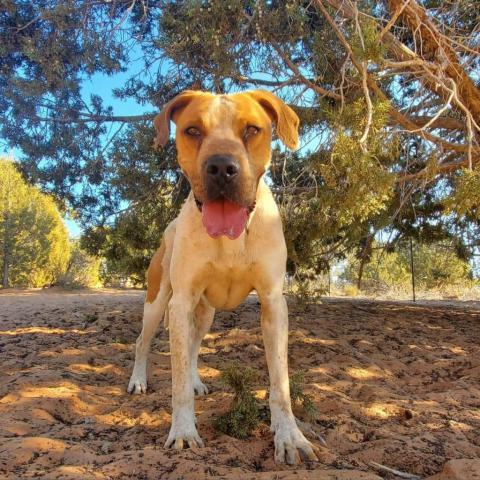 Titus, an adoptable Hound in Kanab, UT, 84741 | Photo Image 4