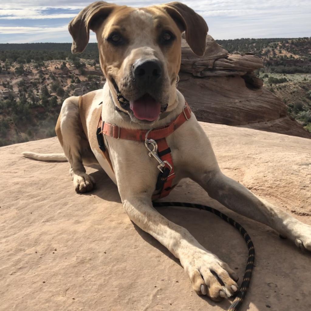 Titus, an adoptable Hound in Kanab, UT, 84741 | Photo Image 4