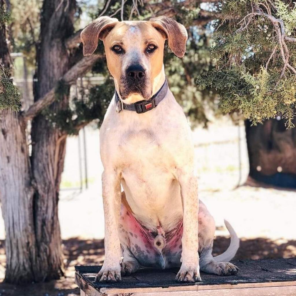 Titus, an adoptable Hound in Kanab, UT, 84741 | Photo Image 5