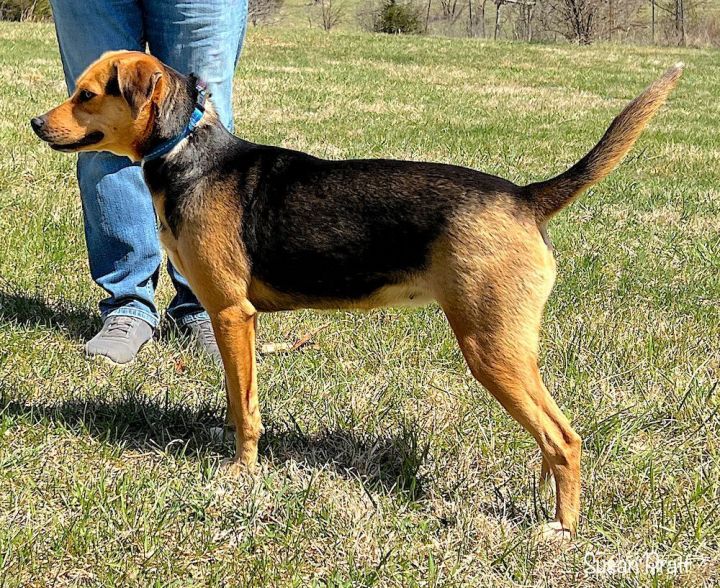 Dotty, an adopted Beagle Mix in Bedford, VA_image-3