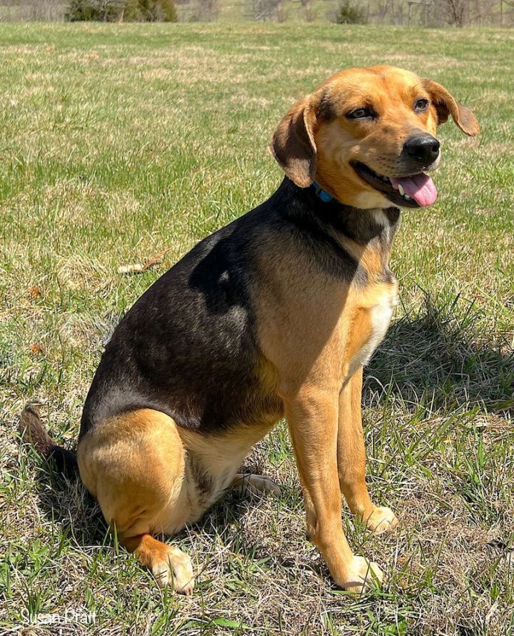 Dotty, an adopted Beagle Mix in Bedford, VA_image-4
