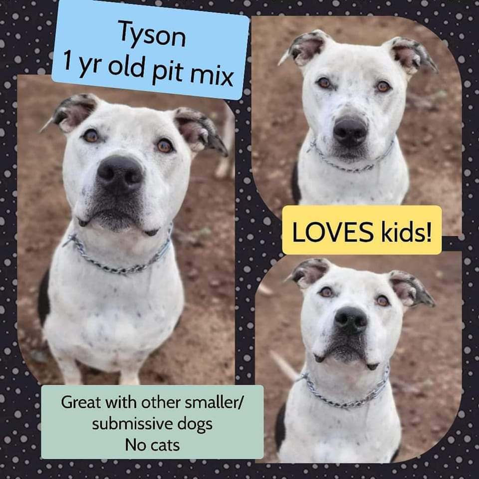 Tyson , an adoptable Pit Bull Terrier in Eugene, OR, 97404 | Photo Image 1