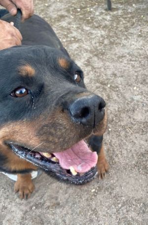 MEET CLEO a 100-pound lovergirl This gorgeous Rottweiler needs a foster or forever home She is cu
