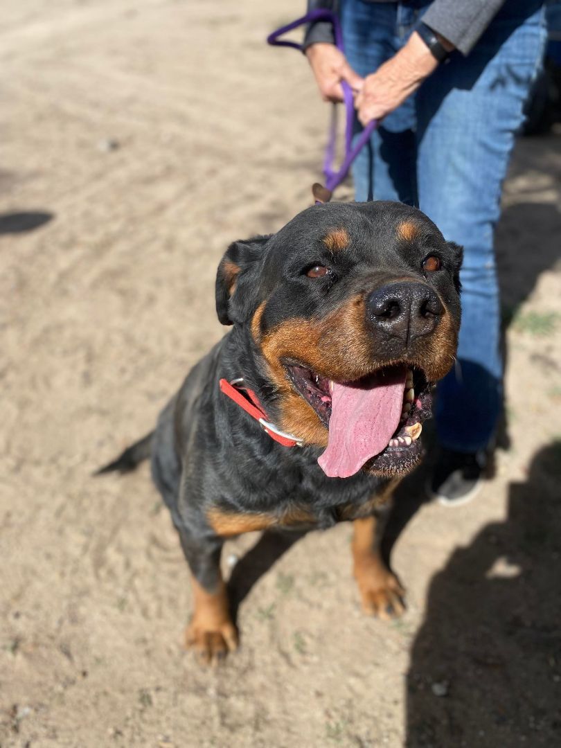 Cleo, an adoptable Rottweiler in Seattle, WA, 98117 | Photo Image 4