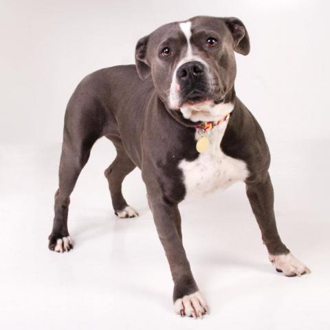 Vista, an adoptable Pit Bull Terrier in East Saint Louis, IL_image-3