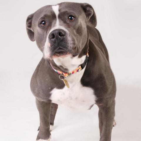 Vista, an adoptable Pit Bull Terrier in East Saint Louis, IL_image-4