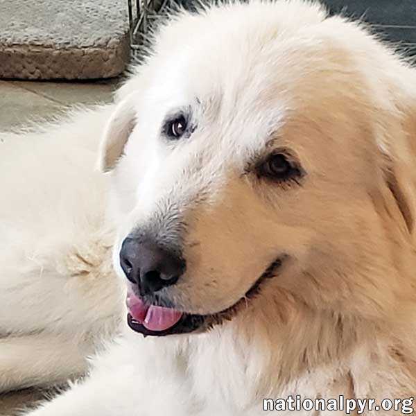 Missy in TN - Sweet & Gentle Companion, an adoptable Great Pyrenees in Knoxville, TN, 37924 | Photo Image 1