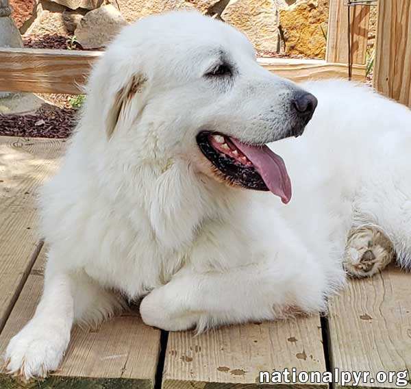 Missy in TN - Sweet & Gentle Companion, an adoptable Great Pyrenees in Knoxville, TN, 37924 | Photo Image 2