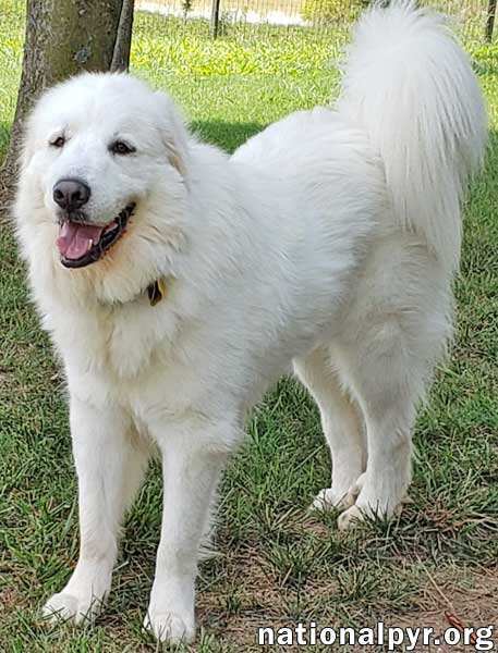 Missy in TN - Sweet & Gentle Companion, an adoptable Great Pyrenees in Knoxville, TN, 37924 | Photo Image 3