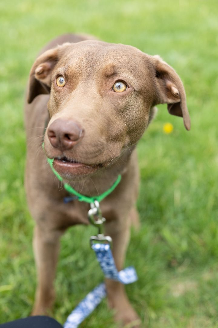 Little Man, an adopted Labrador Retriever Mix in Naperville, IL_image-3