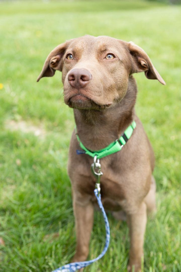 Little Man, an adopted Labrador Retriever Mix in Naperville, IL_image-5