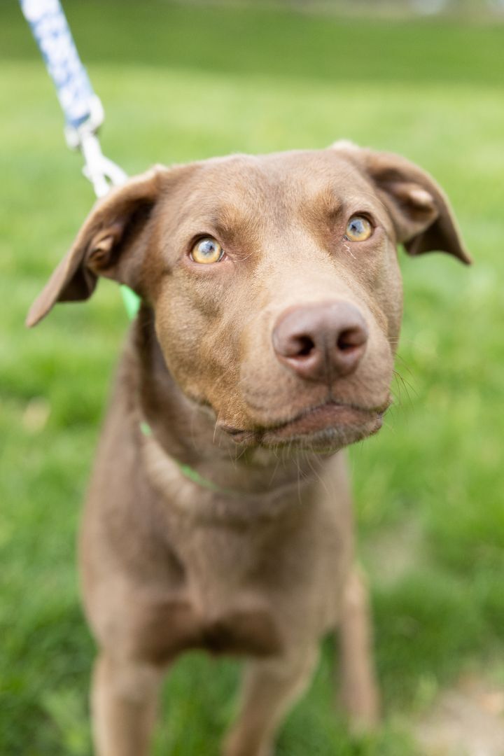 Little Man, an adopted Labrador Retriever Mix in Naperville, IL_image-6