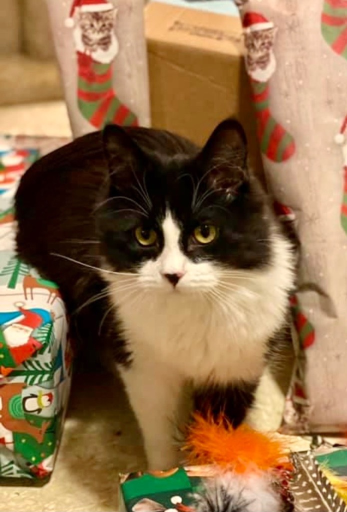 Bunny (Special Needs), an adoptable Domestic Long Hair in Bountiful, UT, 84010 | Photo Image 1