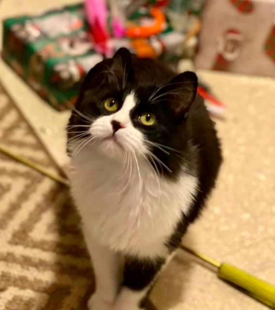 Bunny (Special Needs), an adoptable Domestic Long Hair in Bountiful, UT, 84010 | Photo Image 2