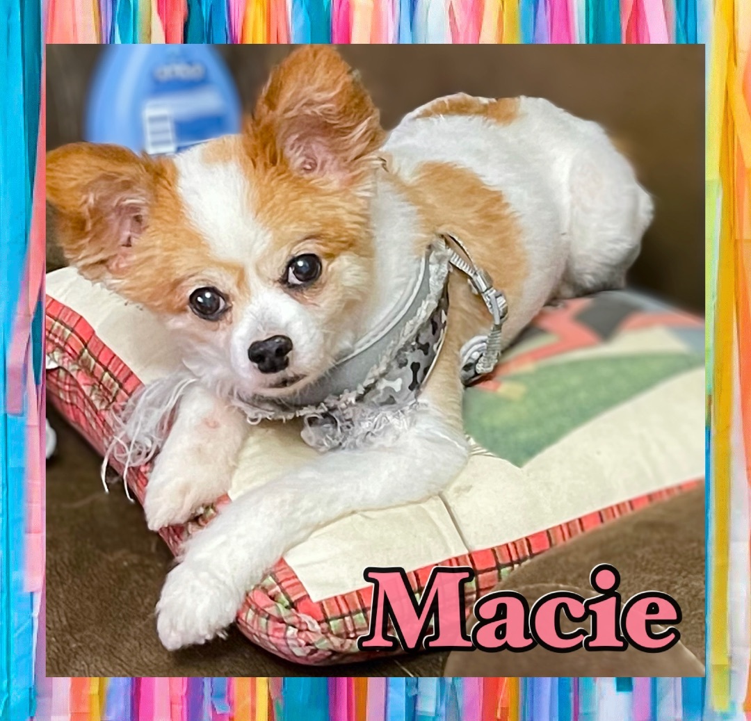 Macie