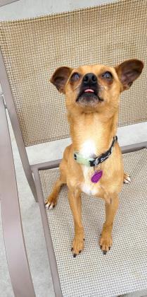 Thumper, an adoptable Chihuahua in Denver, CO, 80204 | Photo Image 3