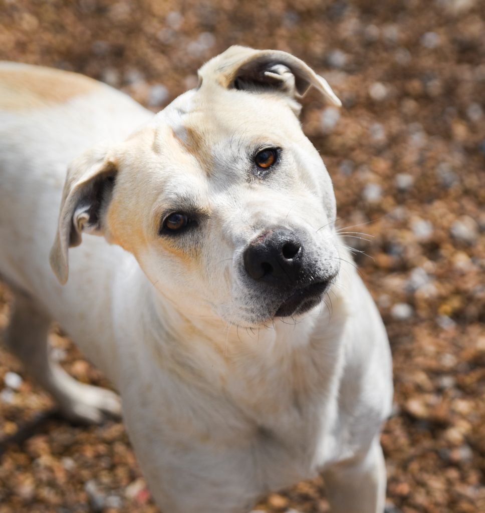 Dune, an adoptable Labrador Retriever, Terrier in Chattanooga, TN, 37415 | Photo Image 3