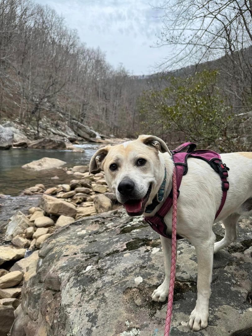 Dune, an adoptable Labrador Retriever, Terrier in Chattanooga, TN, 37415 | Photo Image 1