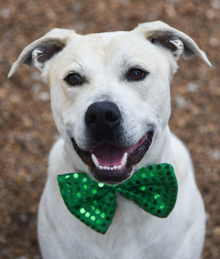 Dune, an adoptable Labrador Retriever, Terrier in Chattanooga, TN, 37415 | Photo Image 4