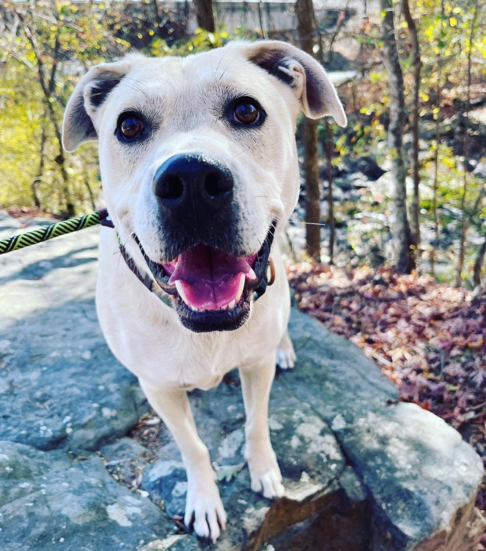 Dune, an adoptable Labrador Retriever, Terrier in Chattanooga, TN, 37415 | Photo Image 5