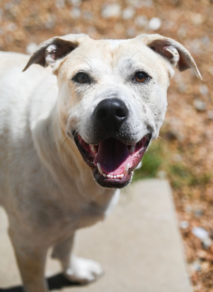 Dune, an adoptable Labrador Retriever, Terrier in Chattanooga, TN, 37415 | Photo Image 6