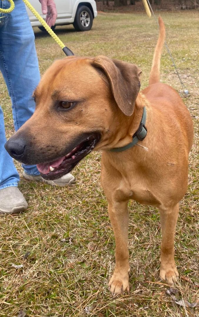 Copper, an adoptable Hound, Labrador Retriever in Hillsdale, NY, 12529 | Photo Image 3