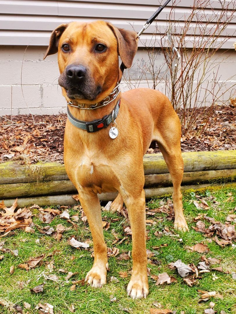 Copper, an adoptable Hound, Labrador Retriever in Hillsdale, NY, 12529 | Photo Image 1
