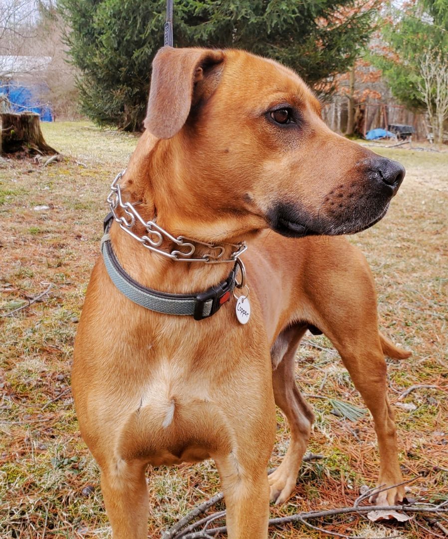 Copper, an adoptable Hound, Labrador Retriever in Hillsdale, NY, 12529 | Photo Image 4