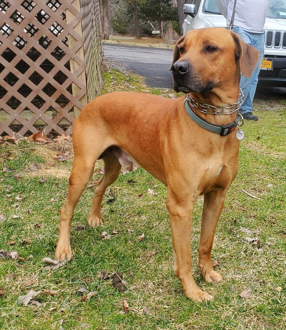 Copper, an adoptable Hound, Labrador Retriever in Hillsdale, NY, 12529 | Photo Image 5
