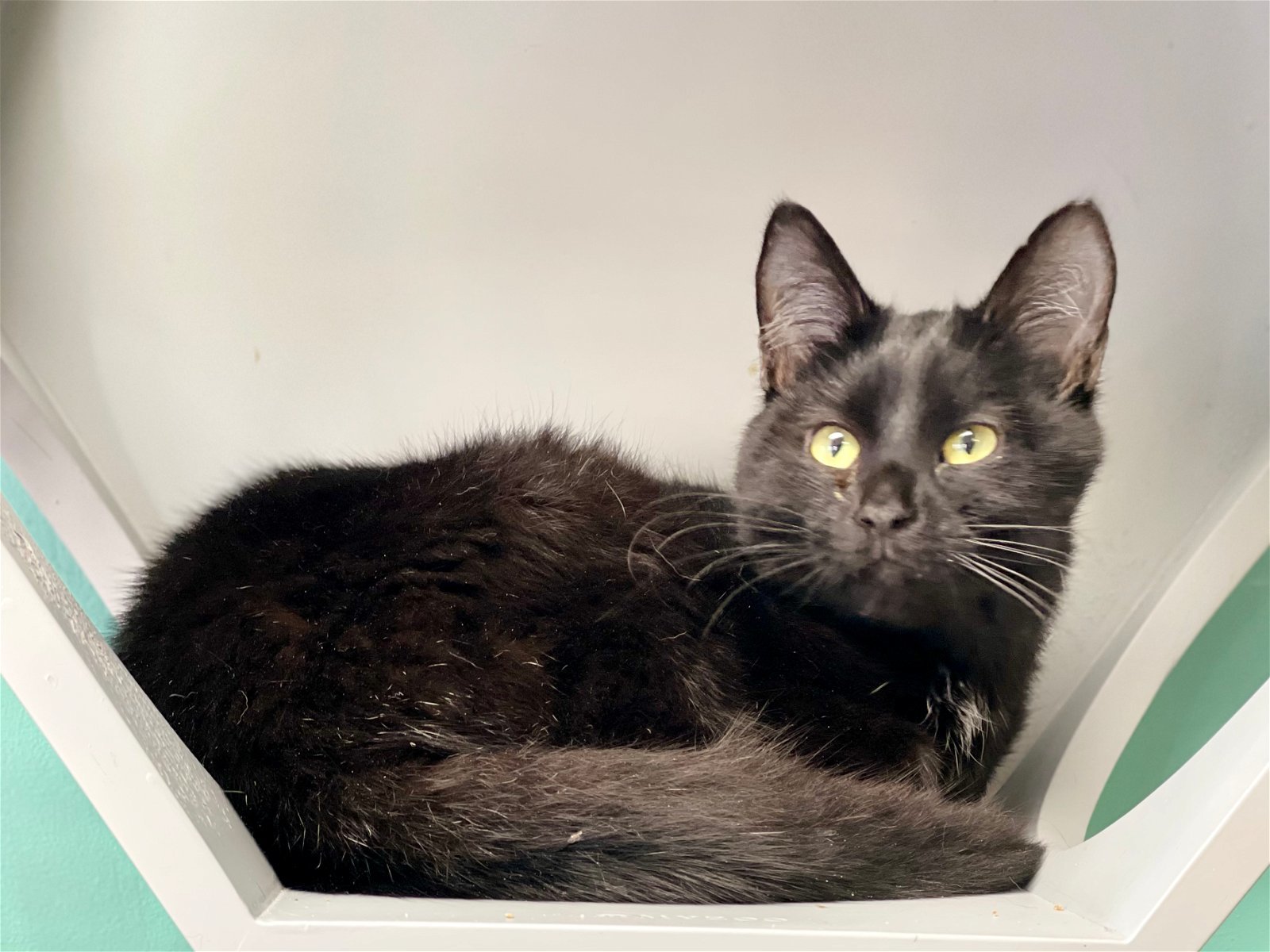 MIDNIGHT, an adoptable Domestic Short Hair in Seabrook, NH, 03874 | Photo Image 1