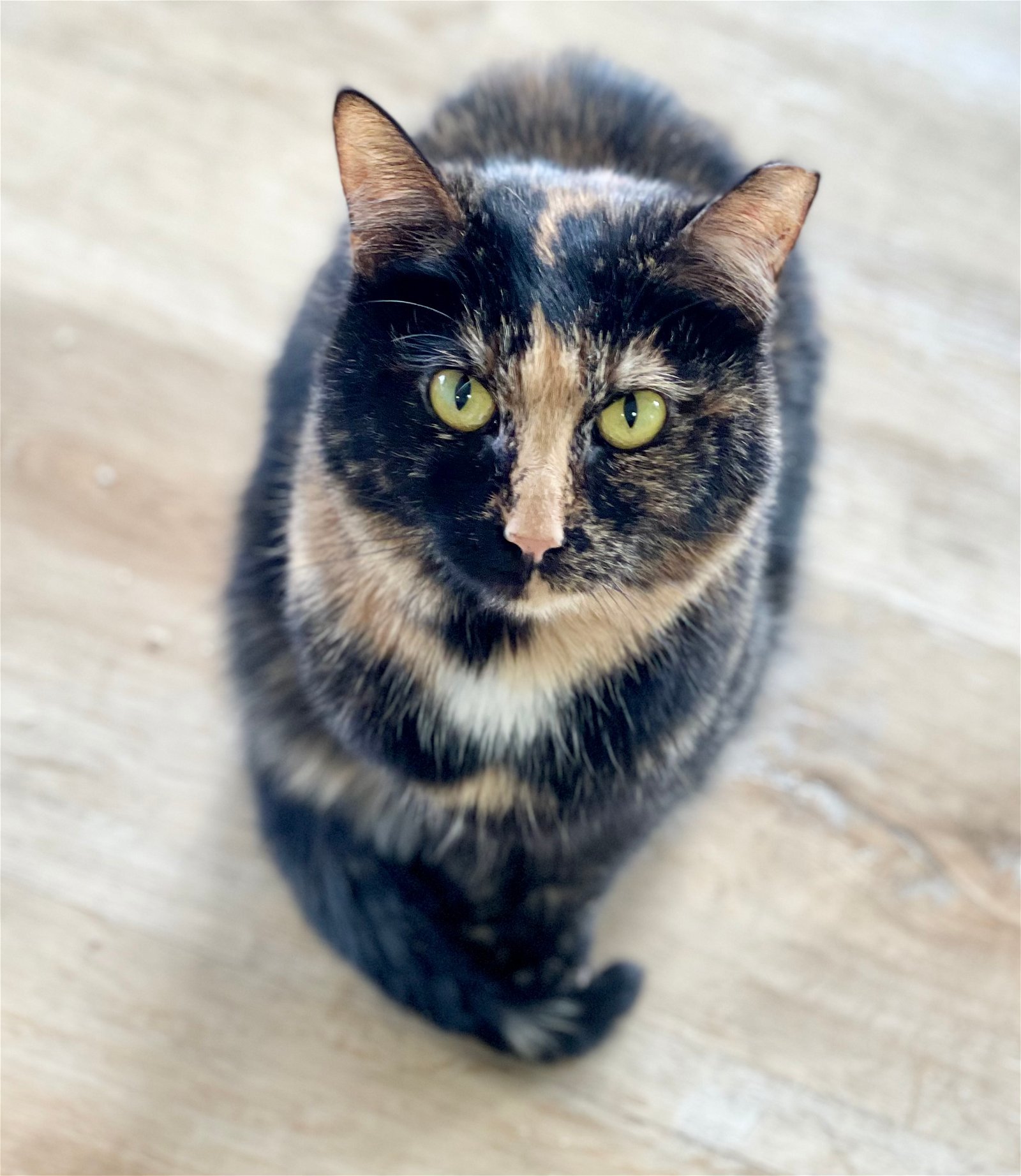 SWEET TEA, an adoptable Domestic Short Hair in Seabrook, NH, 03874 | Photo Image 1