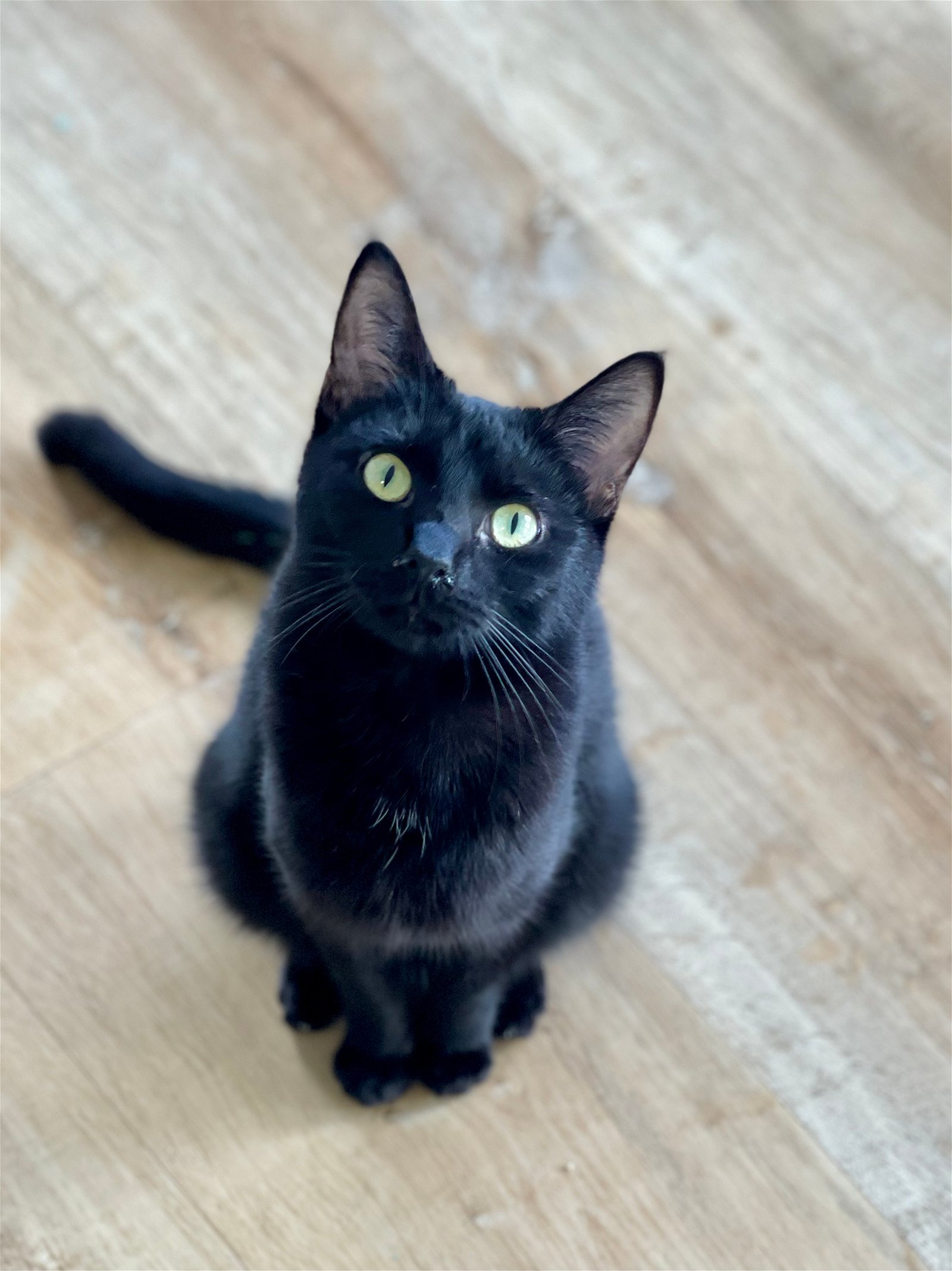 BRUIN, an adoptable Domestic Short Hair in Seabrook, NH, 03874 | Photo Image 1