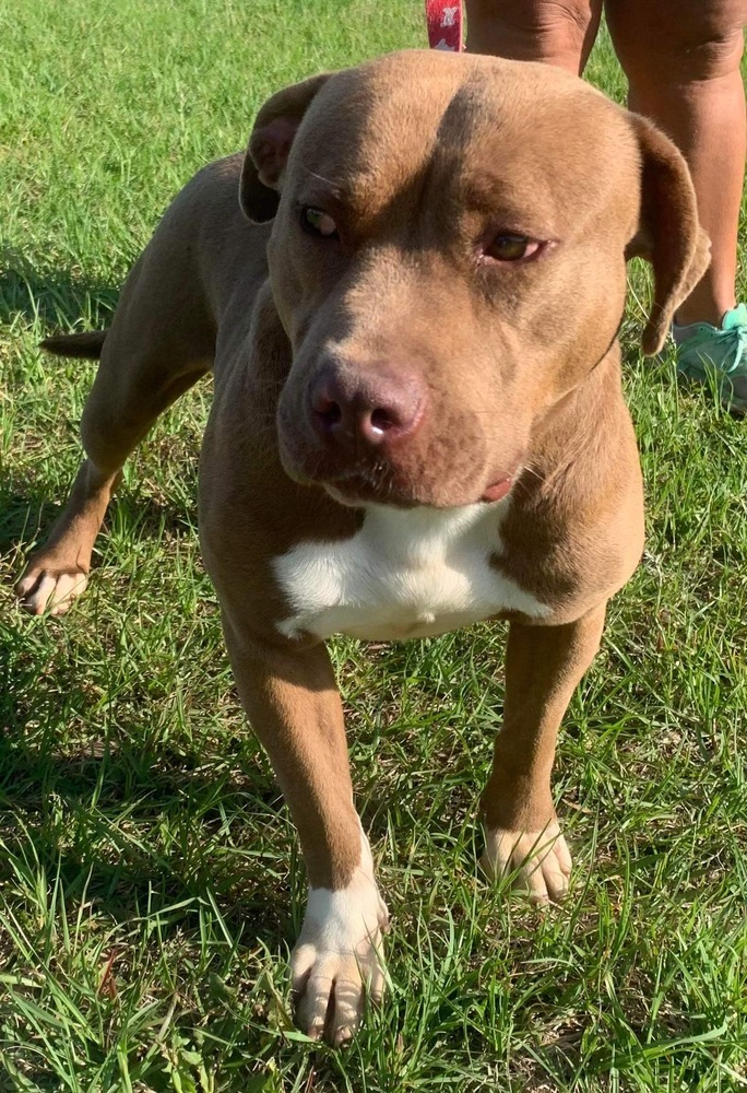 Coco, an adoptable Labrador Retriever, American Bulldog in Troy, AL, 36081 | Photo Image 1