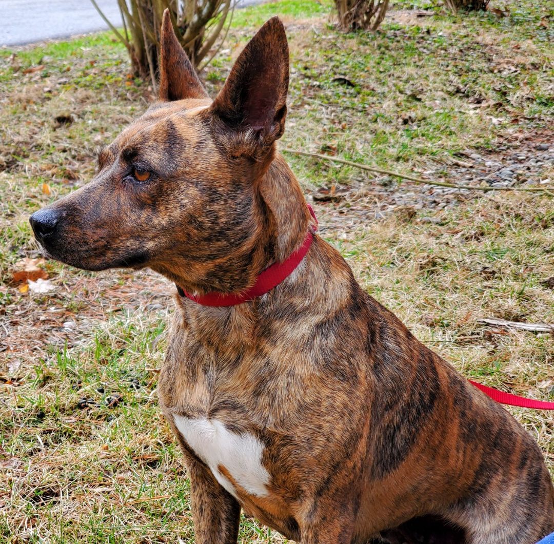 Solar, an adoptable Pit Bull Terrier, Dutch Shepherd in Hillsdale, NY, 12529 | Photo Image 1