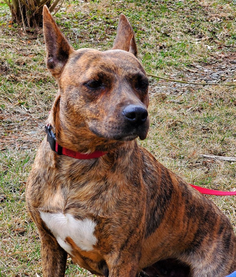 Solar, an adoptable Pit Bull Terrier, Dutch Shepherd in Hillsdale, NY, 12529 | Photo Image 2