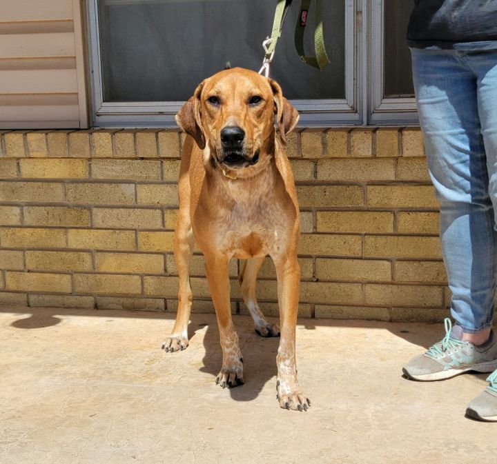 Stetson, an adoptable Redbone Coonhound Mix in Newcastle, OK_image-3