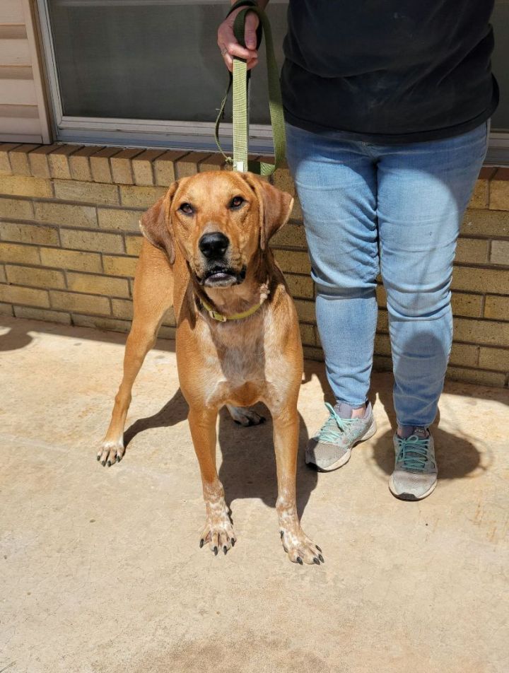 Stetson, an adoptable Redbone Coonhound Mix in Newcastle, OK_image-4