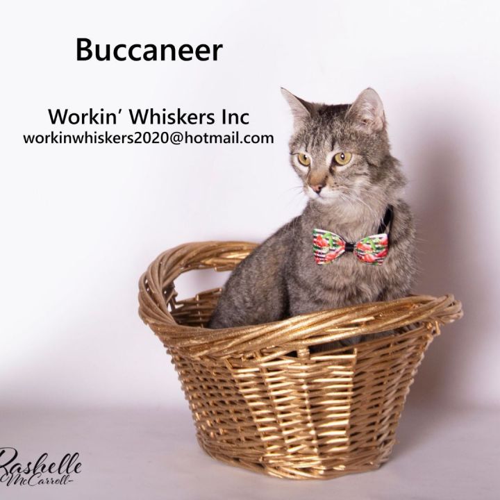 BUCCANEER, an adoptable Abyssinian & Tabby Mix in Murrieta, CA_image-1