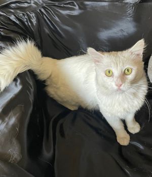 Lovely sweetest white male catMeet Ollie who will shower you with lots of kisses He is about 2 year