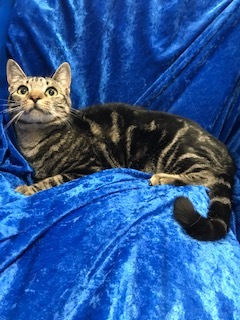 Thor, an adoptable Bengal in Gainesville, FL, 32614 | Photo Image 1